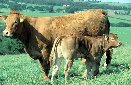 Limousin Cow & Calf
